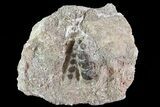 Pycnodus Crushing Mouthplate - Cretaceous Fish #68792-1